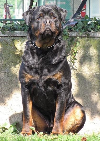 Rottweiler Allevamento Roccia Nera :: Vendita Cuccioli Rottweiler.